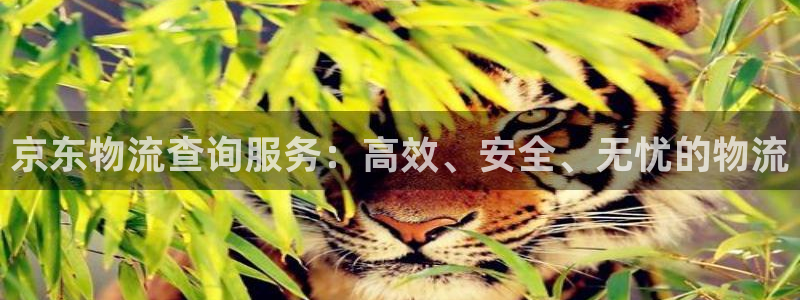 旺财28忘记账号：京东物流查询服务：